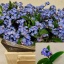 product/img.floraplaza.nl/LMYO4-LIVE_fotos-0x83A9D3D5C81B872CD44C53D1F84B8EC039A43804.jpg