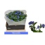 product/img.floraplaza.nl/LMYO4-LIVE_fotos-0xA96B8BBE749FF99E2DFC1624C34178F360DE66CD.jpg