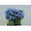 product/img.floraplaza.nl/LMYO4-LIVE_fotos-0xAE15F83854E93C4259E29139BF0CD9EB03E46C9D.jpg