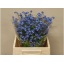 product/img.floraplaza.nl/LMYO4-LIVE_fotos-0xBABEDCBD99E5BC016748BC424E1BDD8D135BC940.jpg