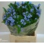 product/img.floraplaza.nl/LMYO4-LIVE_fotos-0xF849F1C4D11EF716324DE45459CF03FB3DE2748F.jpg