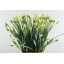 product/img.floraplaza.nl/LNARDIW-LIVE_fotos-0xDDE9D7B1C253DD6049946940167701E90760074C.jpg