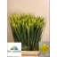 product/img.floraplaza.nl/LNARDIW-LIVE_fotos-0xF4B2424B8AFE63E331116BC11EF0292637A88D61.jpg