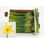 product/img.floraplaza.nl/LNARDUTM10-LIVE_fotos-0x4923EE0000FA3B0667DC15749A190DAFB8F0D4A7.jpg