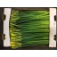 product/img.floraplaza.nl/LNARDUTM10-LIVE_fotos-0x8447B0701BA0A824E024BC39EDECA7D0C34C1AF9.jpg