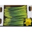 product/img.floraplaza.nl/LNARDUTM10-LIVE_fotos-0xB68CAB0CAEA4336B0354647EF917049187AABAB5.jpg