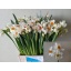 product/img.floraplaza.nl/LNARGER-LIVE_fotos-0x2194AB6A796B6610DBC81BC44740501EEC0E63FC.jpg