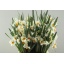 product/img.floraplaza.nl/LNARGER-LIVE_fotos-0xAEB15F57EA6EAD4D9BEB955E9BAC01EDCC015FF6.jpg