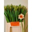 product/img.floraplaza.nl/LNARJOHS-LIVE_fotos-0xDA31747BE5D3BF9D641D244B38AA3AEA055D9A33.jpg
