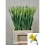 product/img.floraplaza.nl/LNARLASV-LIVE_fotos-0x2083F2D81BC4AE554FD9F71857615F45B1E401F9.jpg