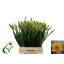 product/img.floraplaza.nl/LNARPIN-LIVE_fotos-0x7244FA1C8E2B0E3C679FA0444F2F5D7C3AFEEA8A.jpg