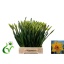 product/img.floraplaza.nl/LNARPIN-LIVE_fotos-0x75A4847B88A9EA14D876C35682F04ABE9805A98A.jpg