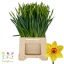 product/img.floraplaza.nl/LNARPIN-LIVE_fotos-0x88ED317880F99664F68B5256A1A3F469DBE3F646.jpg