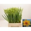 product/img.floraplaza.nl/LNARPIN-LIVE_fotos-0xBD672C34E9680851E24C927944941F25C322AD63.jpg