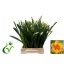 product/img.floraplaza.nl/LNARTAH-LIVE_fotos-0x6EEFBD26B7DDB0D192CED57FDB751BD87F97C682.jpg