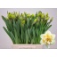 product/img.floraplaza.nl/LNARWHIL-LIVE_fotos-0xC6763EE9DD31FCDDB69A0B1650D51EFABE758FA6.jpg