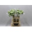 product/img.floraplaza.nl/LNEL6-LIVE_fotos-0xDA7D44E6768324FF68E6D51C37751A568D1D06A8.jpg