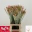 product/img.floraplaza.nl/LNER7SOF-LIVE_fotos-0x12471894C2E374A8E9AAFD55D0D78E967B4A4B3C.jpg