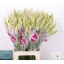 product/img.floraplaza.nl/LNER7SOF-LIVE_fotos-0x76F2EF9F934FE4B0D771A1CD999EA76F9D54513D.jpg