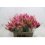 product/img.floraplaza.nl/LNERRASVANR5-LIVE_fotos-0xC309C70AE1E2D401D5B50EF841DD917BFA46BD33.jpg