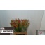 product/img.floraplaza.nl/LNERRASVANR6-LIVE_fotos-0xFA1A6AE7357A806B113F7E21A7A16FC0D1B9A4F7.jpg