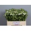 product/img.floraplaza.nl/LNIGV5-LIVE_fotos-0x7D950D67D4D79CE21D6637643D559E6AC0E147B6.jpg
