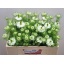 product/img.floraplaza.nl/LNIGV5-LIVE_fotos-0x86A73F57C371F2CEB241298FC462CADA67BF8D9E.jpg