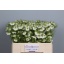 product/img.floraplaza.nl/LNIGV5-LIVE_fotos-0x9262C92CD28B8B4456A89915B8E5364C0B1CE99A.jpg