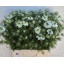 product/img.floraplaza.nl/LNIGWHIL6-LIVE_fotos-0xE6E432A5FD84330AE3CDDC6C5E6B8622BC0E2D4C.jpg
