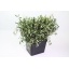 product/img.floraplaza.nl/LOLE6-LIVE_fotos-0x73DB93295273467AFCF40591946D22E2988EDFBC.jpg