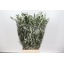 product/img.floraplaza.nl/LOLE6-LIVE_fotos-0xD3BEEDE9003B9587B995467B9F6E4E21F864B51A.jpg