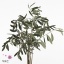 product/img.floraplaza.nl/LOLE7-ART_Fotos-VBN-vbn104397.jpg