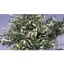 product/img.floraplaza.nl/LOLE7-ASSORTI_fotos-MVA-Piazza - Olive.jpg