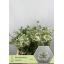 product/img.floraplaza.nl/LORLWHIF6-LIVE_fotos-0x546DD041E37868E834EFF0ED0CFB0FC8BEA67622.jpg