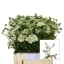 product/img.floraplaza.nl/LORLWHIF6-LIVE_fotos-0x635CEAA4C206A4F779BD1233C6B19BCFC15B9654.jpg