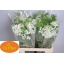 product/img.floraplaza.nl/LORLWHIF6-LIVE_fotos-0xB85BA6EE3EFBEAF91A28EA3491AD5608DF5421F2.jpg