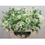 product/img.floraplaza.nl/LORLWHIF7-LIVE_fotos-0x08E37B5A88229AA207217DF3306AEE3B3AA1AB5D.jpg