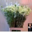 product/img.floraplaza.nl/LORLWHIF7-LIVE_fotos-0x479CDF8792E96DB176D5083123C252914613938E.jpg