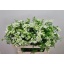 product/img.floraplaza.nl/LORLWHIF7-LIVE_fotos-0x6E6A4DFAD34571B87AAF4925B48FF22E7AAB59AA.jpg