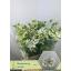 product/img.floraplaza.nl/LORLWHIF7-LIVE_fotos-0xB49091A4B2B9058B630CCBABB8C9DC5CEE1A614D.jpg