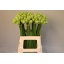 product/img.floraplaza.nl/LORNS65-LIVE_fotos-0x9B0912315E8C15474F88F780B9061C796C93B40A.jpg