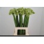 product/img.floraplaza.nl/LORNS7-LIVE_fotos-0xD39EA87E125685515A9BF6A42D357BFEE0B095A3.jpg