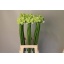 product/img.floraplaza.nl/LORNS75-LIVE_fotos-0x8AA2E1E8031579DC701B96D2A8D520E6806E74FF.jpg