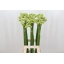 product/img.floraplaza.nl/LORNS8-LIVE_fotos-0x351562462DBA7E72BFEB6A3B38378A9770BC3177.jpg