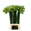 product/img.floraplaza.nl/LORNS8-LIVE_fotos-0xC130A895680582D810934F8578B2DDFC5A1CEDE4.jpg