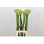 product/img.floraplaza.nl/LORNS8-LIVE_fotos-0xC9FB9C8F73E04BEC5063B97AEF3FB493C3675281.jpg