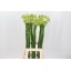 product/img.floraplaza.nl/LORNS8-LIVE_fotos-0xEBB9E3C1D0EA2B0CAD6CF46ED3AB35D39651B5B4.jpg