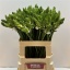product/img.floraplaza.nl/LORNTHY6-LIVE_fotos-0xA1452108FC463C635B04439848E4F0D4CF5050AB.jpg