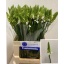 product/img.floraplaza.nl/LORNTHY6-LIVE_fotos-0xF3268382B7D7A8B8F432BC7AEA018FB5E6631F91.jpg