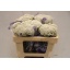 product/img.floraplaza.nl/LOZOSNOW5-ASSORTI_fotos-MVA-Ozothamnus cooks snow white (L50).JPG